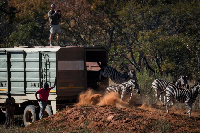 Zebra Stocking James Orr